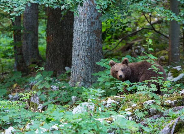 A day with the brown bear