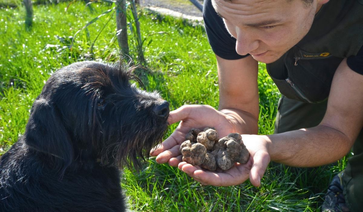 Truffle hunting in Istria